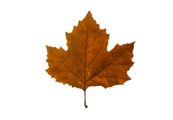 1 one alone Red seasonal autumnal maple leaf  isolated on white background Autumn fall season