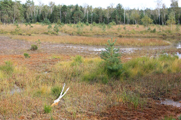 The Loben, a Sphagnum Bog near Hohenleipisch in Brandenburg, Germany
