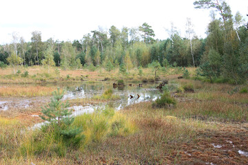 The Loben, a Sphagnum Bog near Hohenleipisch in Brandenburg, Germany
