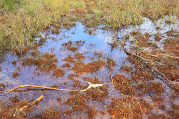 Sphagnum Bog in Germany
