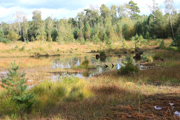 The Loben, a Sphagnum Bog near Hohenleipisch in Brandenburg, Germany

