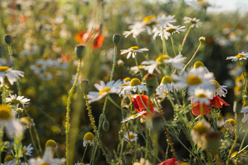 Sunny summer meadow with beautiful white daisies and poppies in soft golden light, perfect for nature, floral, and outdoor themes