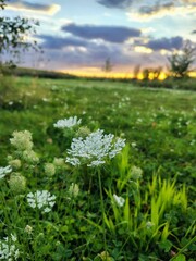 Obraz premium spring meadow with flowers