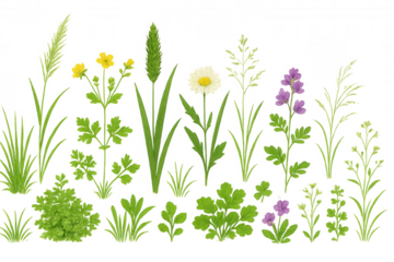 Wildflower and green grass set with various meadow botanical elements on transparent background