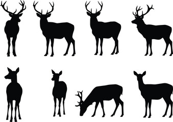 Silhouette deer collection with male and female variations, antler diversity, wildlife poses, zoological illustration, taxonomy reference, nature art