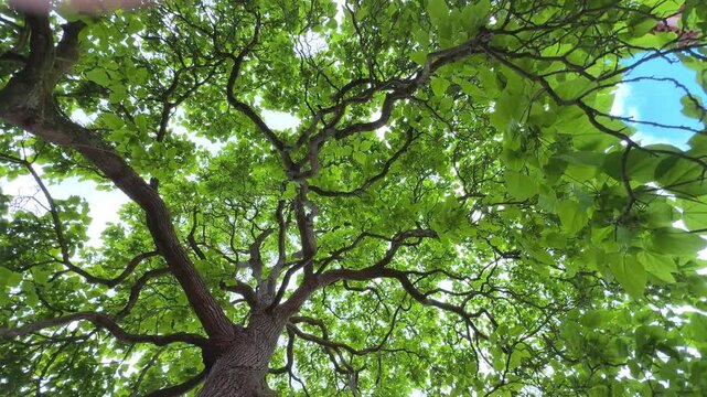 large green tree with spreading branches and bright fresh leaves, viewed from below against a blue sky with light clouds moving gently
