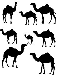 Silhouetted depictions of various camel forms set against white background