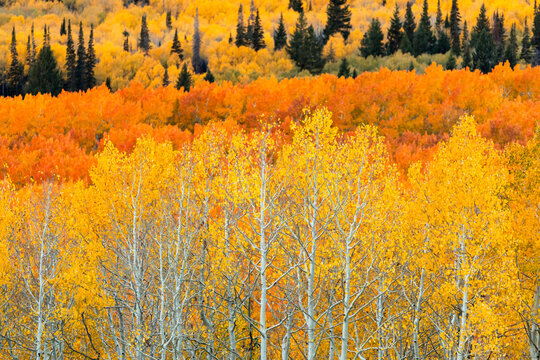 Colorful Aspen Forest in Fall Season