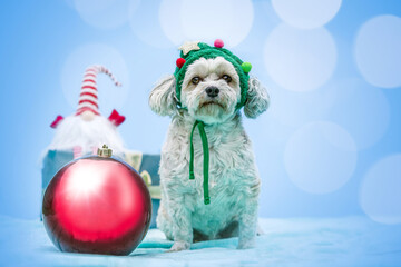 Cute Maltese dog in festive Christmas setting wearing decorative holiday costume with colorful ornaments
