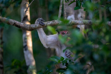 Curious Monkey Peeking Through Jungle Foliage