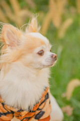 A Chihuahua dog with long white fur with red spots.