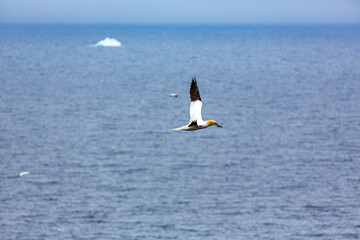 gannet