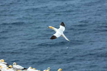 A Northern Gannet takes flight from a colony of Gannets.