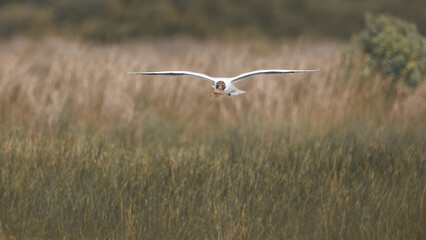 A Flying Black-Headed Gull With Building Material  (Chroicocephalus ridibundus)