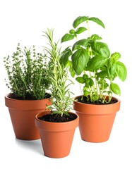 Fototapeta premium Three potted herbs thyme, rosemary, and basil, on a clean white background