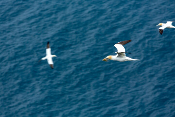 Three gannets are flying over the ocean, one of which is carrying nesting material in its beak, likely to build or repair a nest.