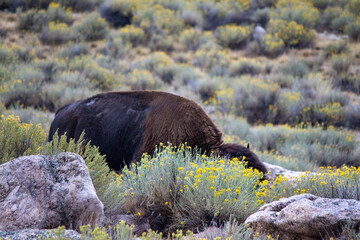 Antelope Island State Park