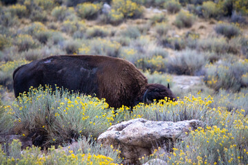 Antelope Island State Park
