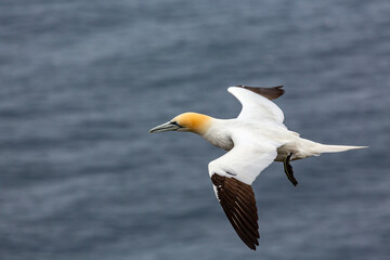 Fototapeta premium A Northern Gannet is seen in flight over the ocean, its wings spread wide as it soars through the air.