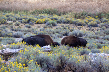 Antelope Island State Park