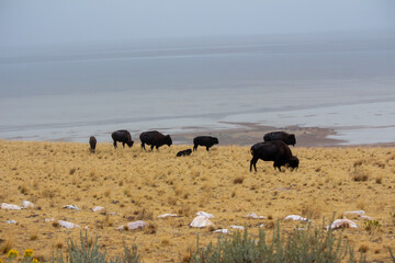 Antelope Island State Park