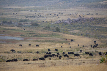 Antelope Island State Park