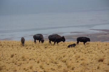 Antelope Island State Park