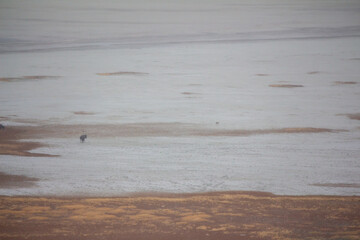 Antelope Island State Park