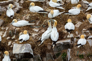A colony of Northern Gannets is seen nesting on a rocky cliffside, with two birds in the center...