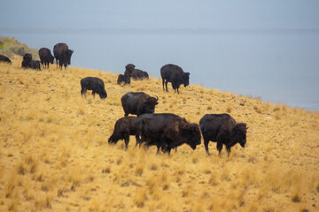 Antelope Island State Park