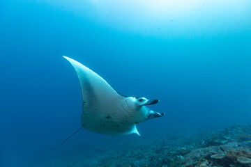 Manta Ray at Manta Point