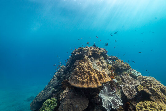 Two scuba divers explore a vibrant coral reef teeming with marine life, illuminated by sunlight filtering through the clear blue water.