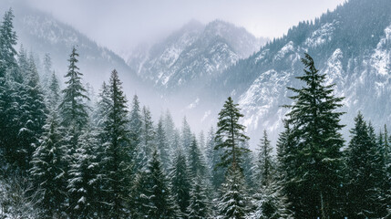 Fototapeta premium Snow-covered evergreen forest with mountain backdrop in a winter landscape