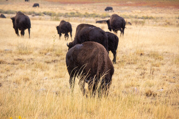 Antelope Island State Park