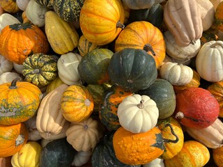 Pile of small multicolored pumpkins in orange, green, cream, red with natural stripes as a background. Seasonal agriculture, or local farming during autumn.