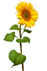 Fototapeta premium Sunflower isolated on white background. Sun symbol. Flowers yellow, agriculture. Seeds and oil. Flat lay, top view