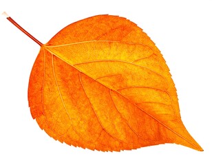 Vibrant autumn leaf