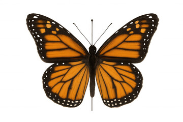 Fototapeta premium Beautiful monarch butterfly with open wings showing orange and black patterns isolated on transparent background