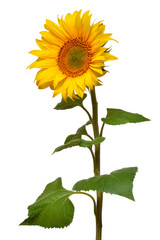 Naklejka premium Sunflower isolated on white background. Sun symbol. Flowers yellow, agriculture. Seeds and oil. Flat lay, top view