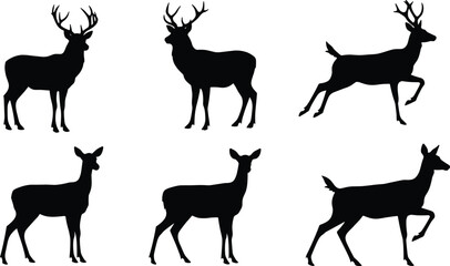 Silhouette deer collection with male and female variations, antler diversity, wildlife poses, zoological illustration, taxonomy reference, nature art