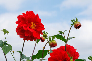 綺麗で鮮やかな赤い色のダリア