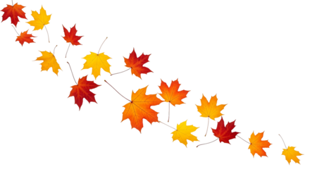 A cascade of vibrant autumn maple leaves in red, orange, and yellow, isolated on transparent background