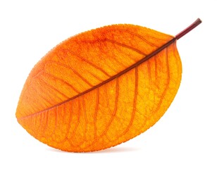 Autumn leaf, vibrant orange