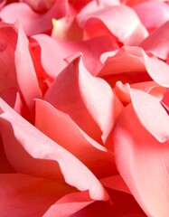 Close-up rose petals
