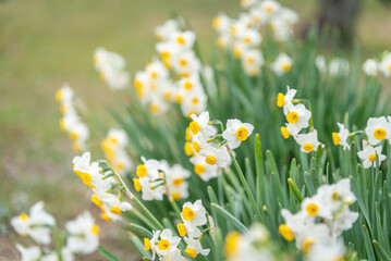 Blooming white and yellow daffodils in a garden
