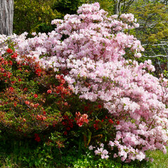 pink and white flowers in the garden at spring time.