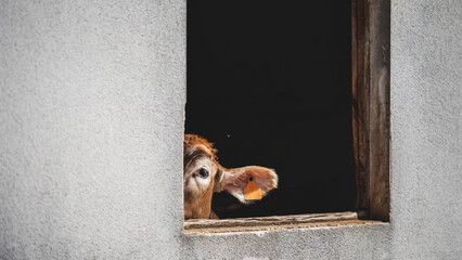 Curious cow peeking through rustic barn window with ear tag, soft natural light highlighting animal face against dark interior background, charming rural farm detail