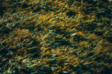 Dense field of autumn ferns in warm sunlight, creating a rich natural texture with golden and green tones that highlight the transition of foliage during the fall season