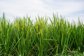 Green background of rice plants
