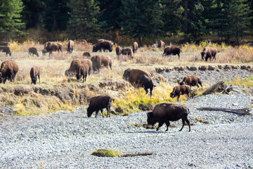 Yellowstone National Park